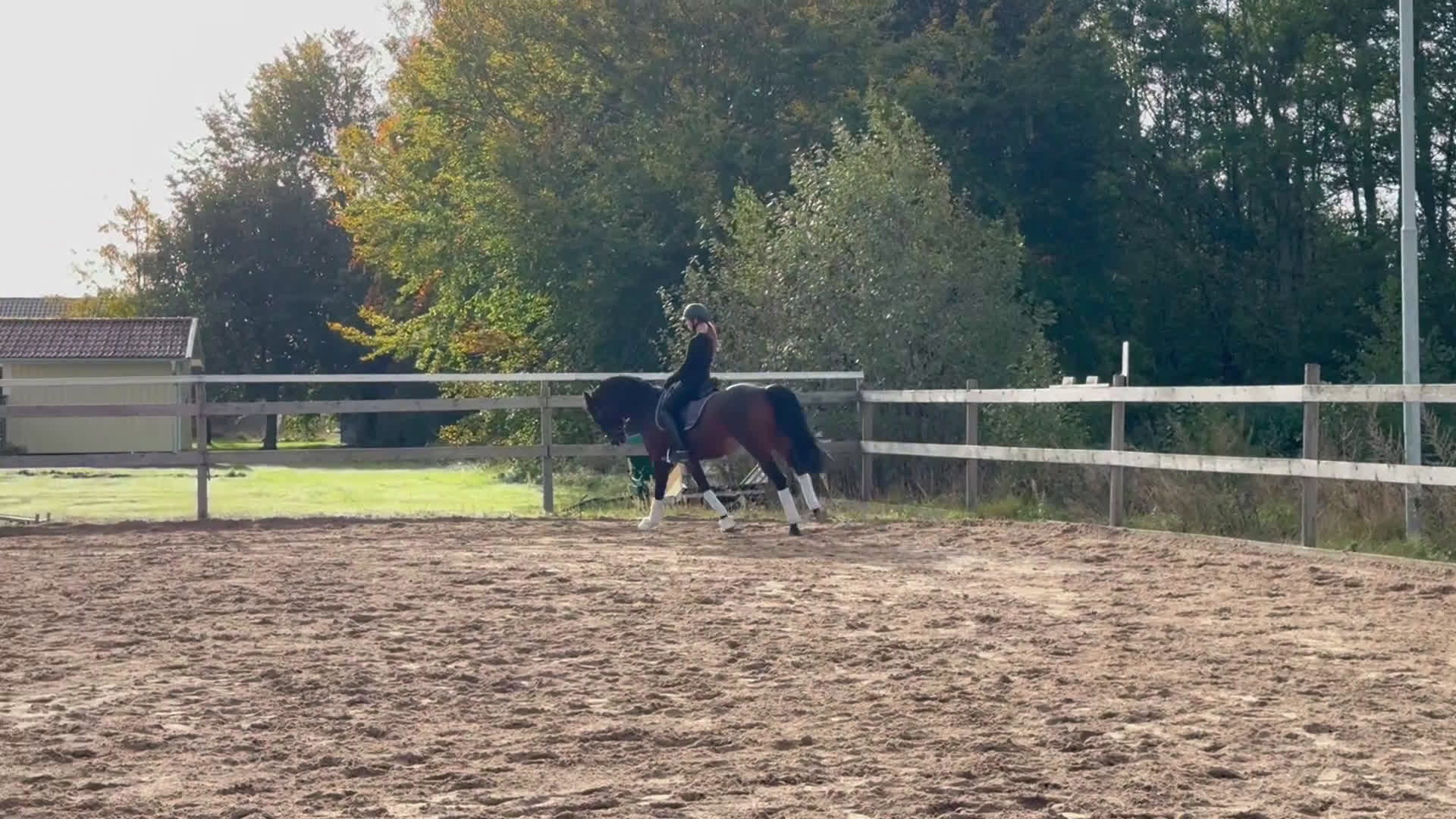 Allround hästar till salu: Bästavän i Lidköping - Video 1