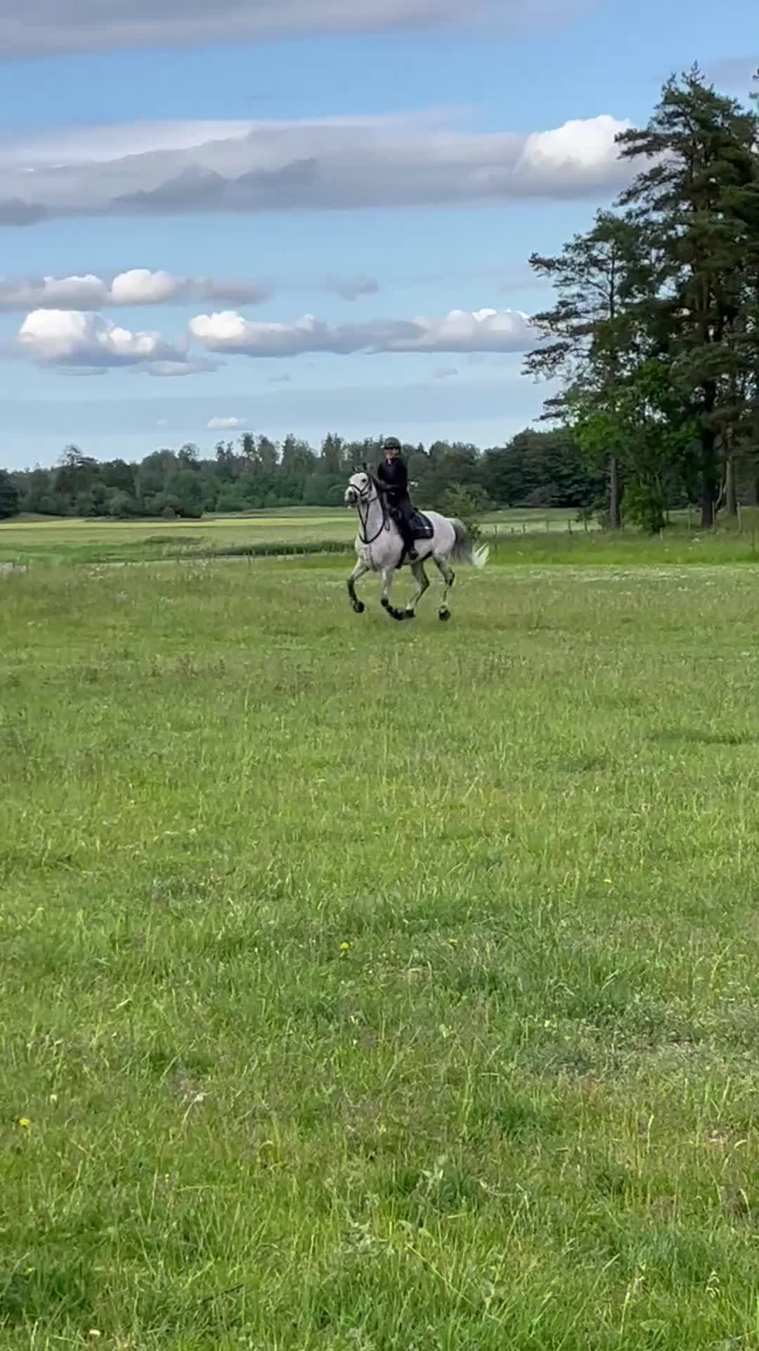 Hoppning hästar till salu: En ponny för dem stora klasserna! i Knivsta - Video 3