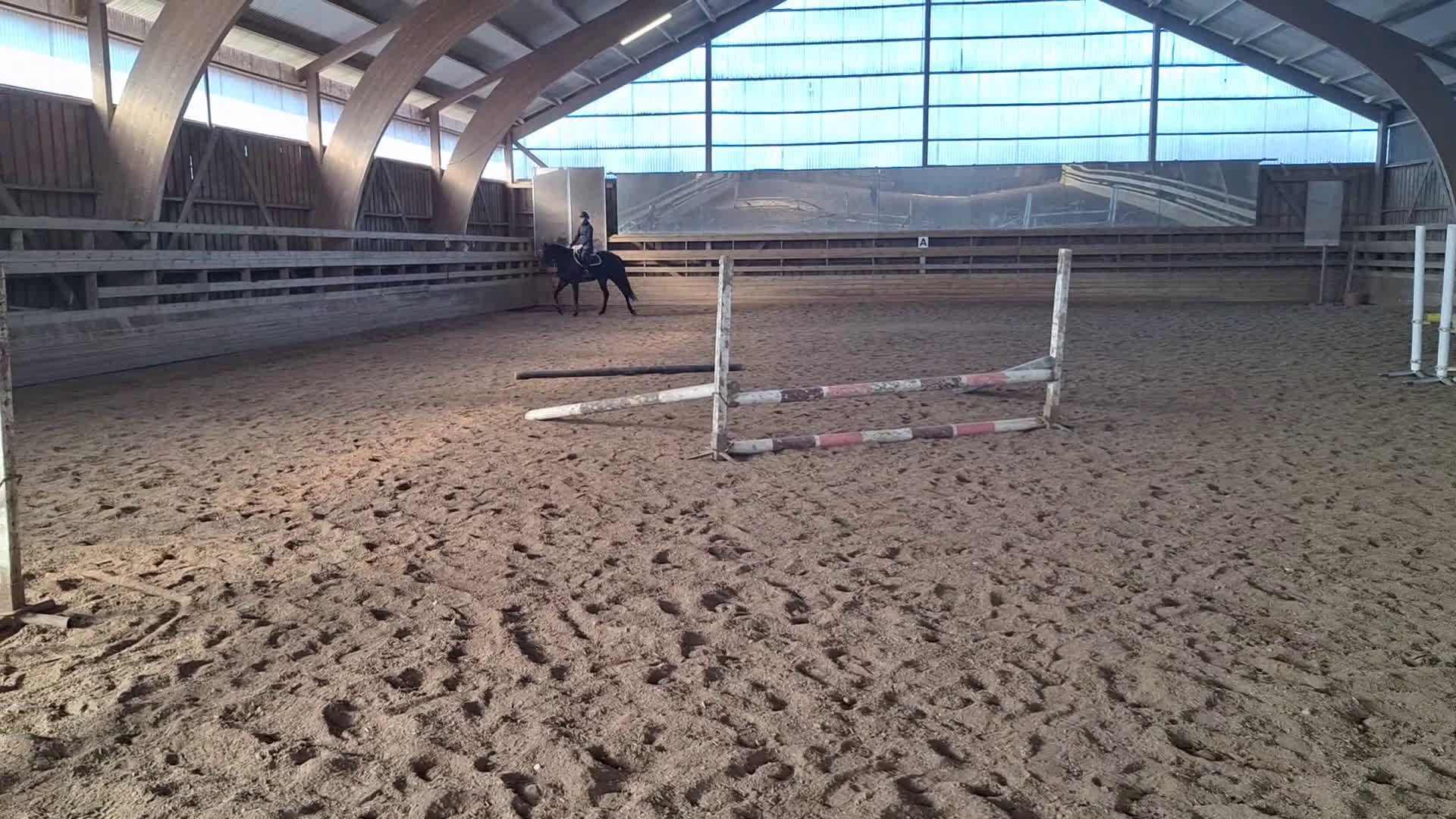 Allround hästar till salu: Perfekt allround häst - Video 3