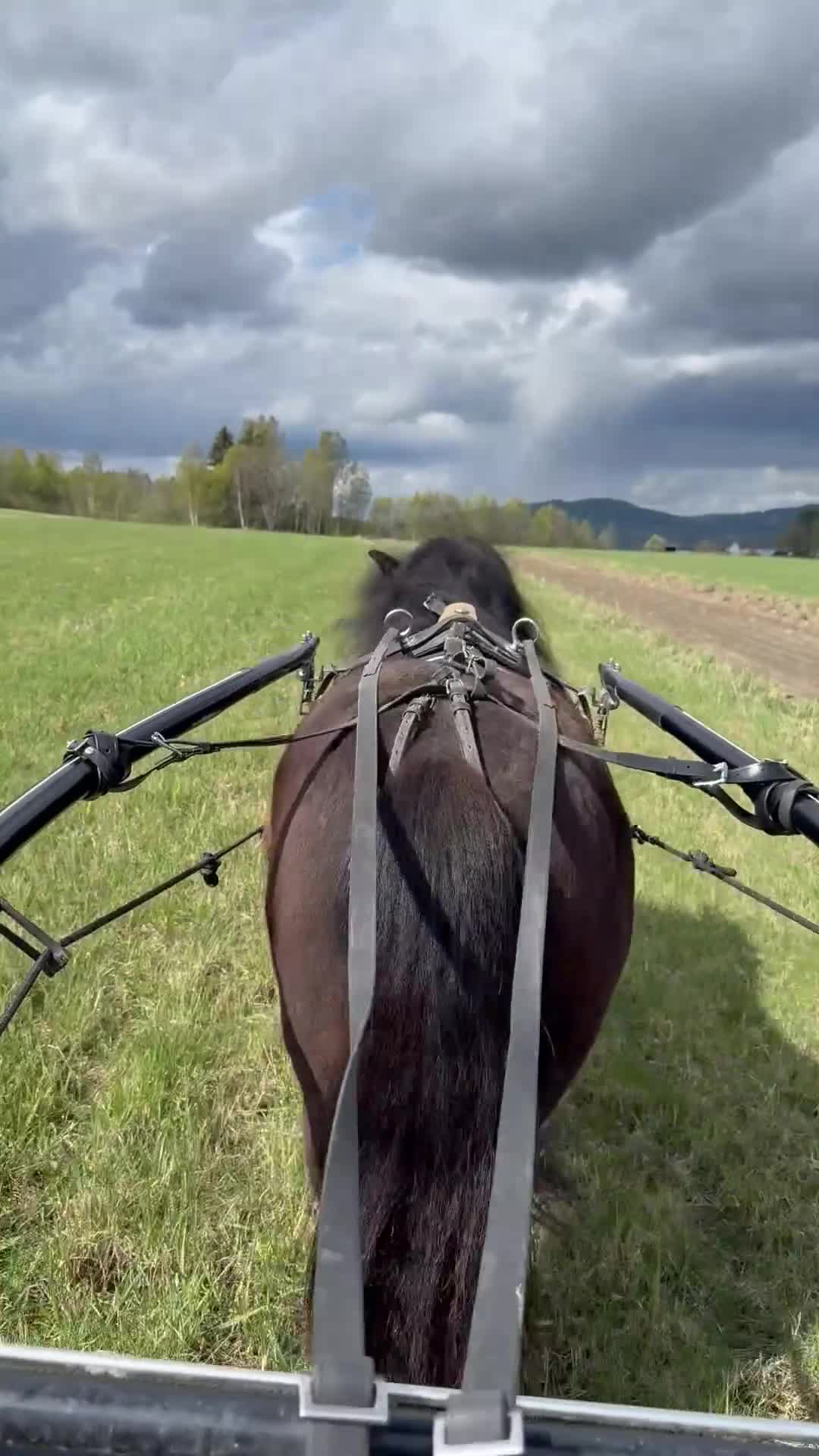 Trav hästar till salu: Till satsande travfamilj  i Sollefteå - Video 1