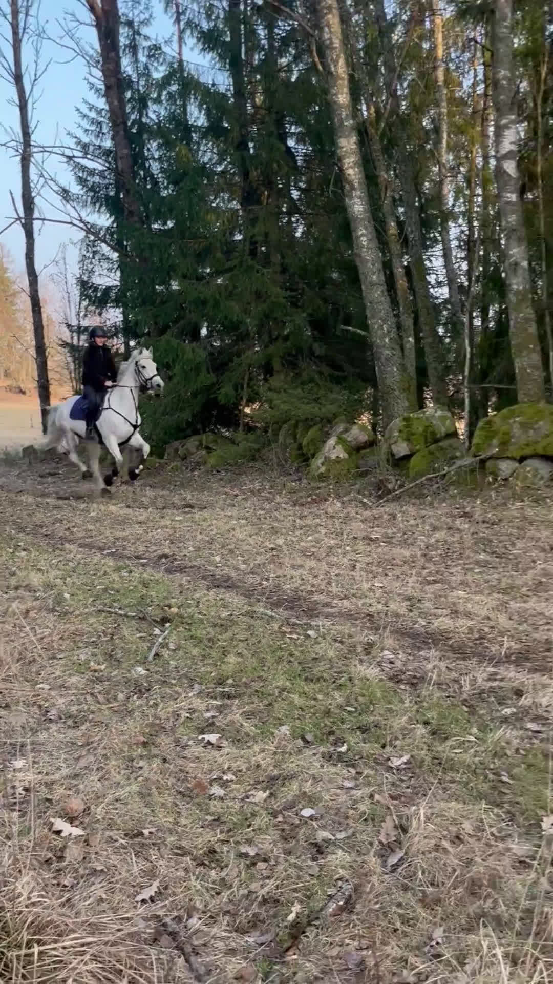 Allround hästar till salu: D ponny sto med stor potential💫 i Vedum - Video 5