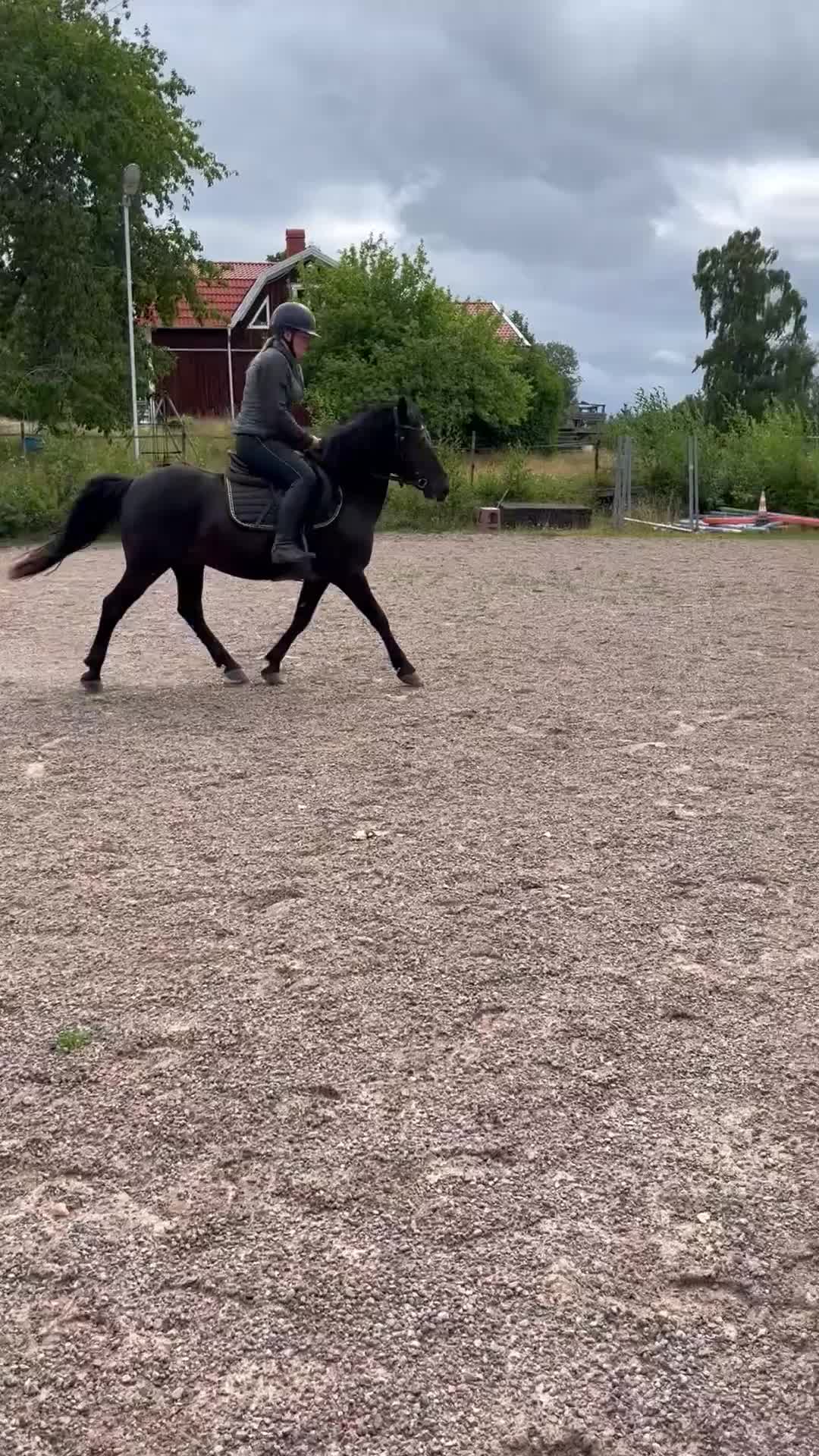 Allround hästar till salu: Verksamhet, körponny/skogsmulle  - Video 2