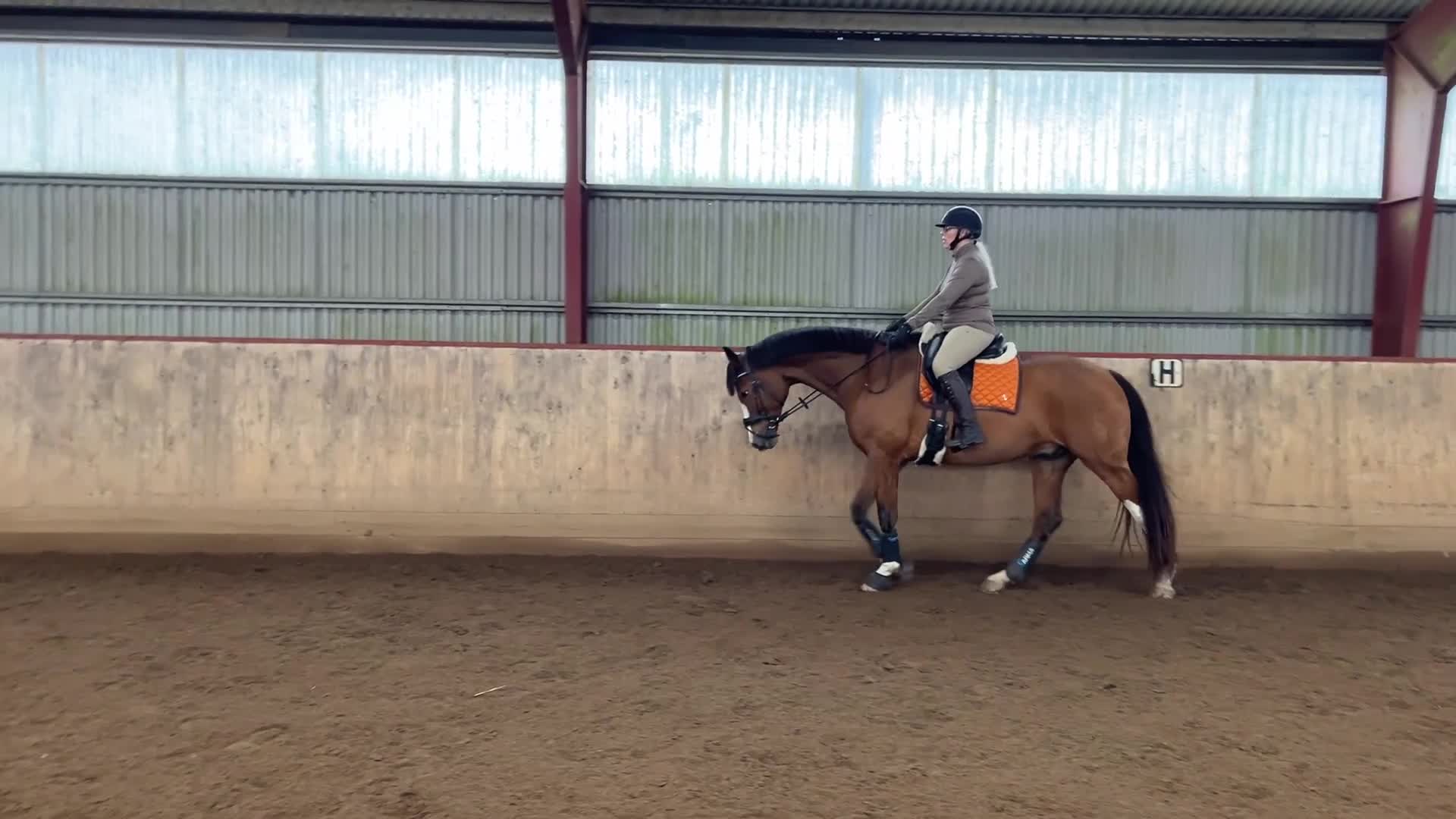 Dressyr hästar till salu: Lyxig dressyr/hobbyhäst - Video 1