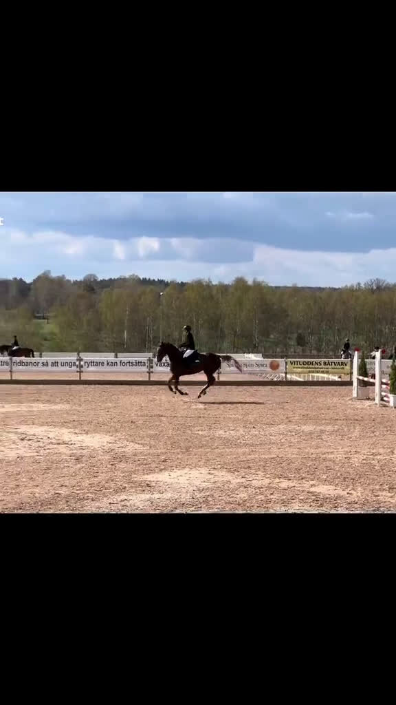 Hoppning hästar till salu: Vackert sto i Vikbolandet - Video 2