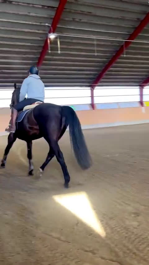 Allround hästar till salu: Trevligt Feminint Sto i Borrby - Video 1