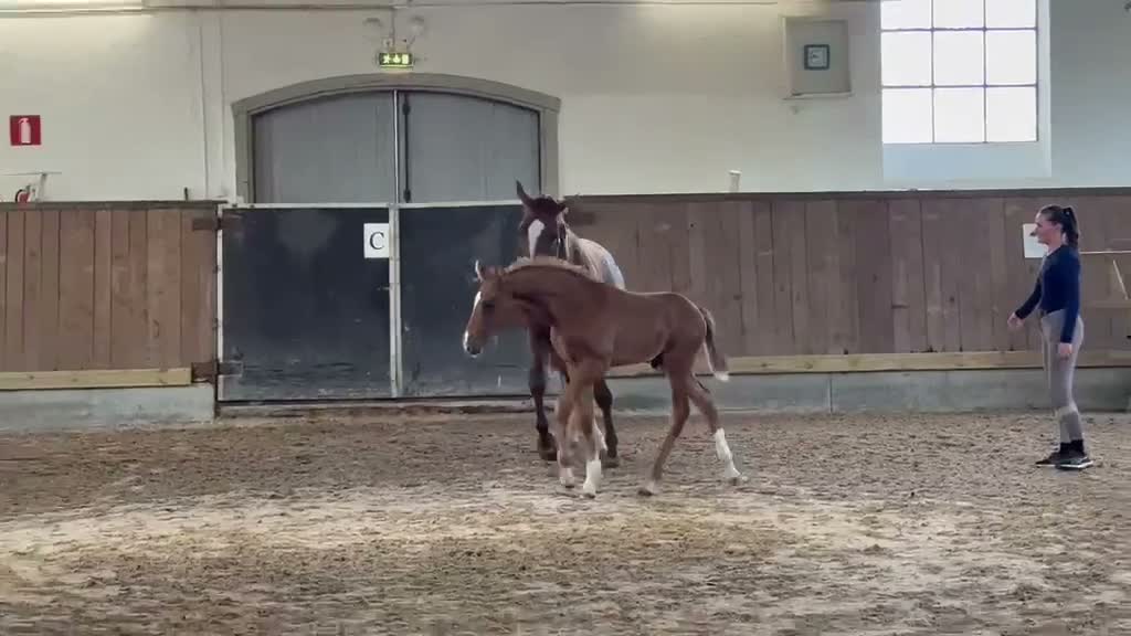 Dressyr hästar till salu: Hingst med utstrålning e. Viva Vegas - Sezuan i Farhult - Video 1