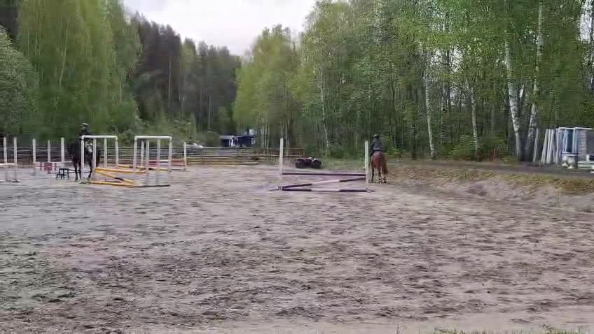 Allround hästar till salu: Skip school  i Edsele - Video 2
