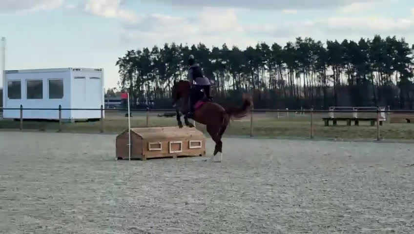 Fälttävlan hästar till salu: Fälttävlans-häst med stor potential - Video 2