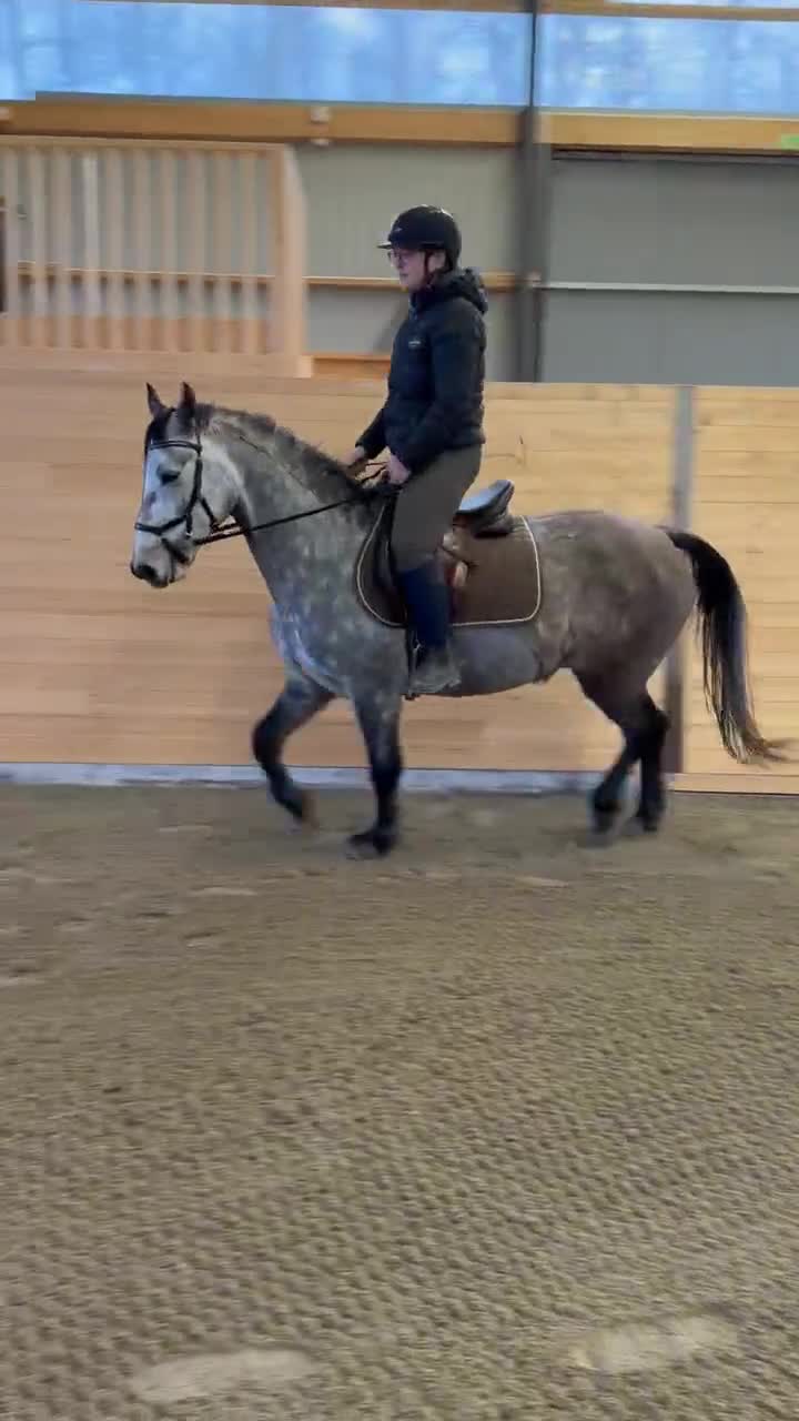 Hoppning hästar till salu: Häftig ponny  - Video 2