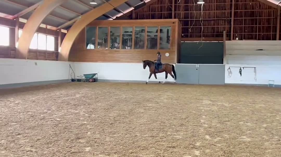 Hoppning hästar till salu: Stor kapacitet och supertemperament - Video 2
