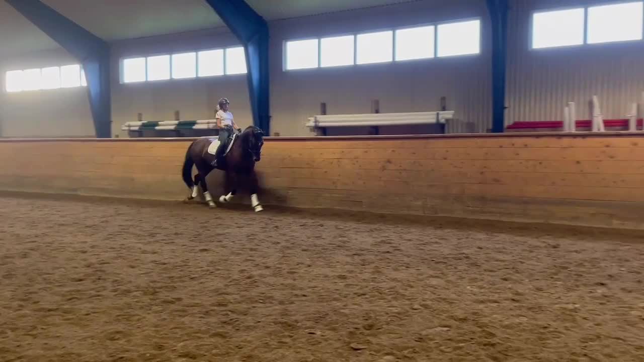 Dressyr hästar till salu: SWB gångartssto för dressyr  - Video 1