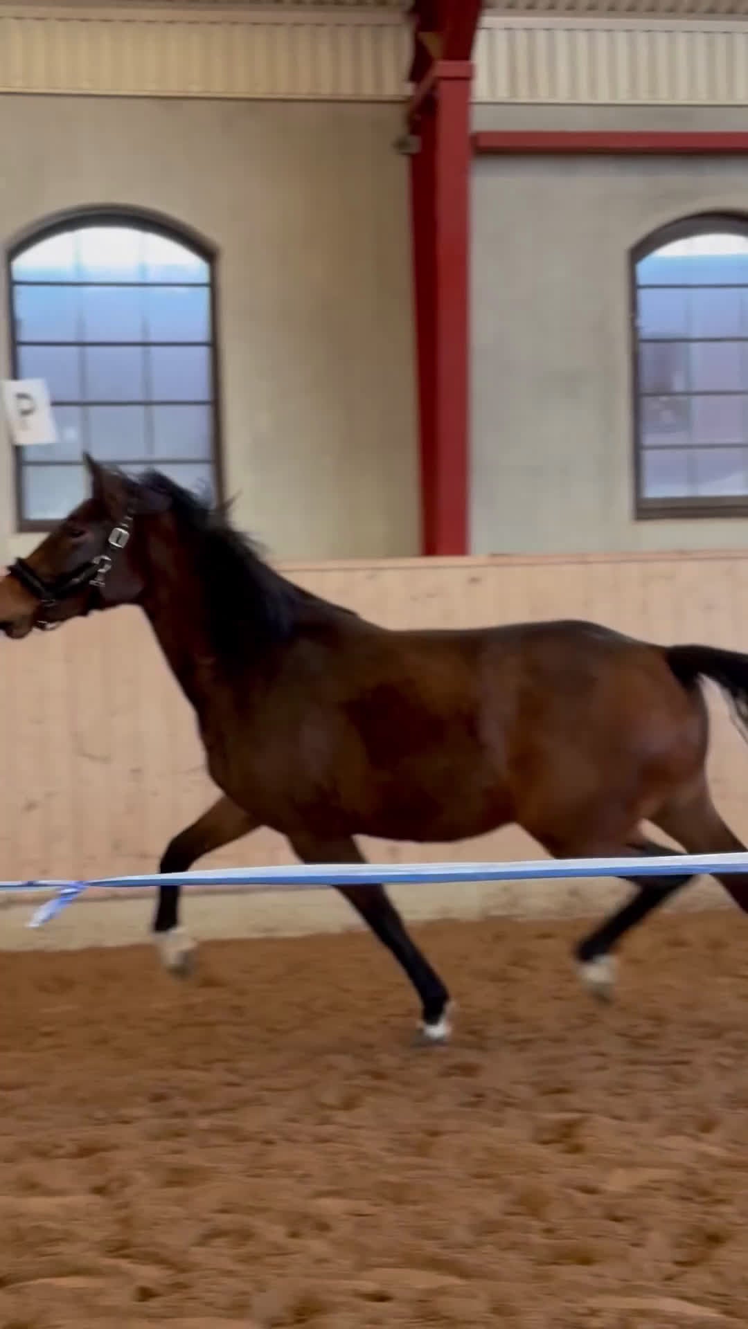 Hoppning hästar till salu: Framtidsämne inom valfri gren! - Video 3