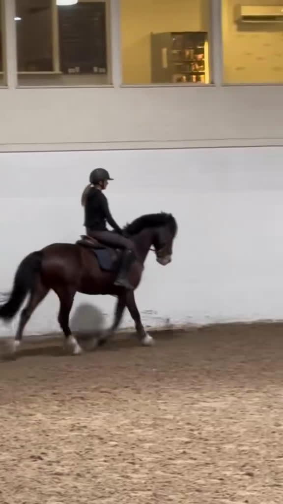  foderhäst sökes: Söker foderhäst eller medryttare i Ingarö - Video 2