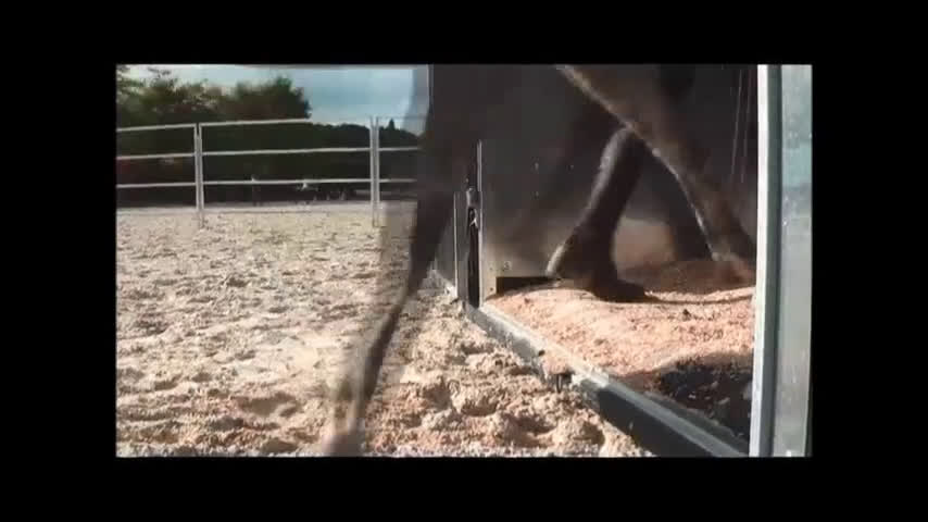 Hästtransporter  fordon & transport till salu: Fautras Provan demo-ex  i Kvicksund - Video 5