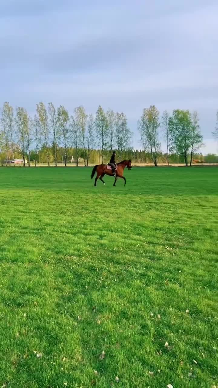 Allround hästar till salu: Fullblodsvalack söker nytt kärleksfullt hem - Video 1