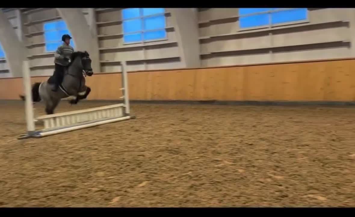 Allround hästar sökes: Letar efter en bästa vän ❤️ - Video 1