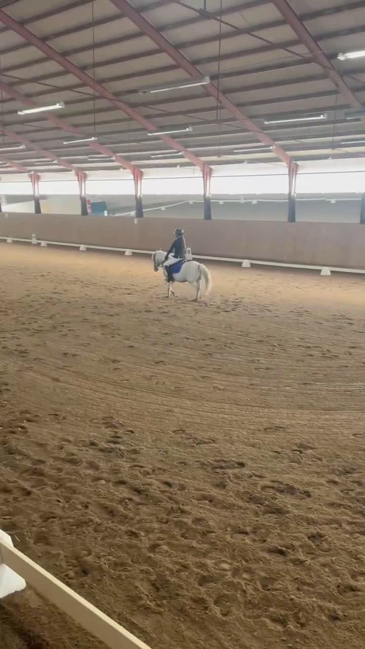 Hoppning hästar till salu: Läromästare/rosettplockare i Bergkvara - Video 2