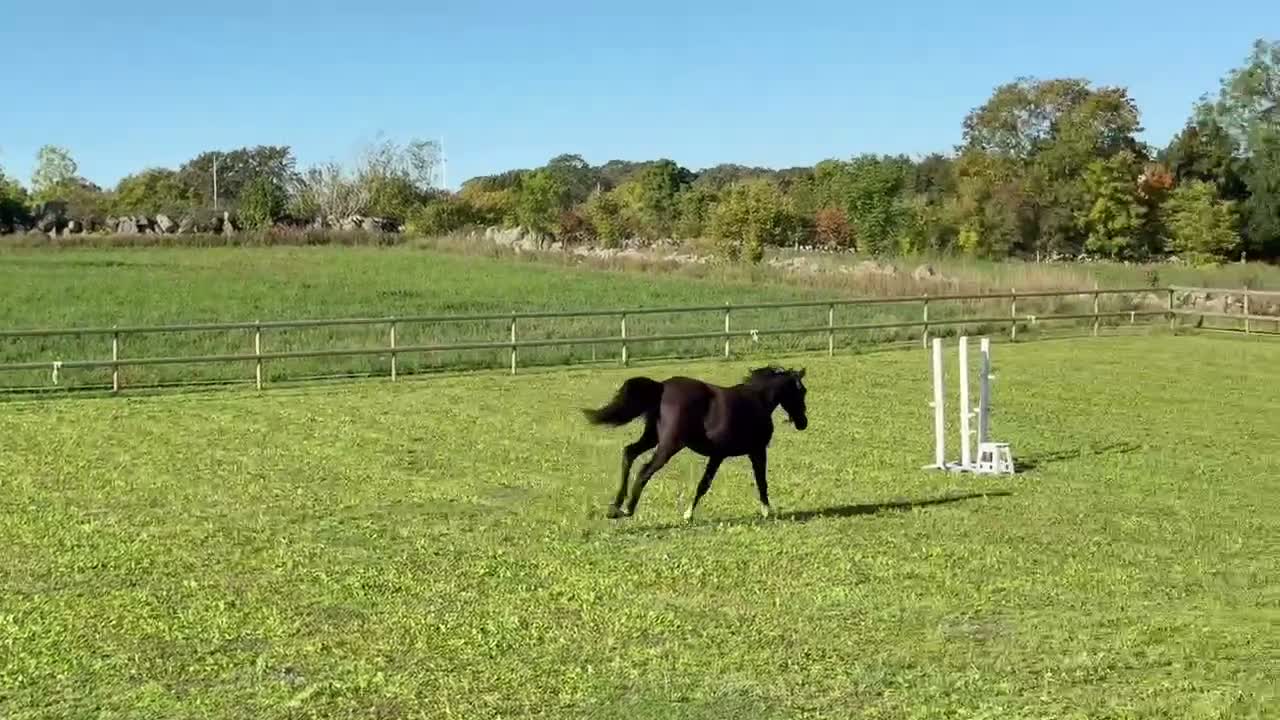 Dressyr hästar till salu: Flott svart dressyrsto! - Video 1