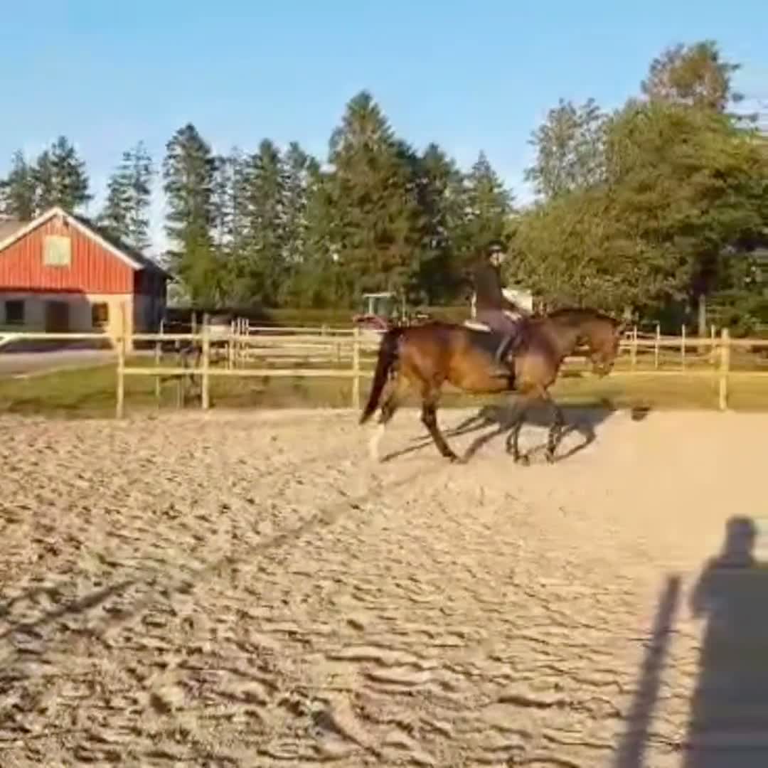 Allround hästar till salu: Härligt sto för hoppning eller fälttävlan 🌟 i Eslöv - Video 3