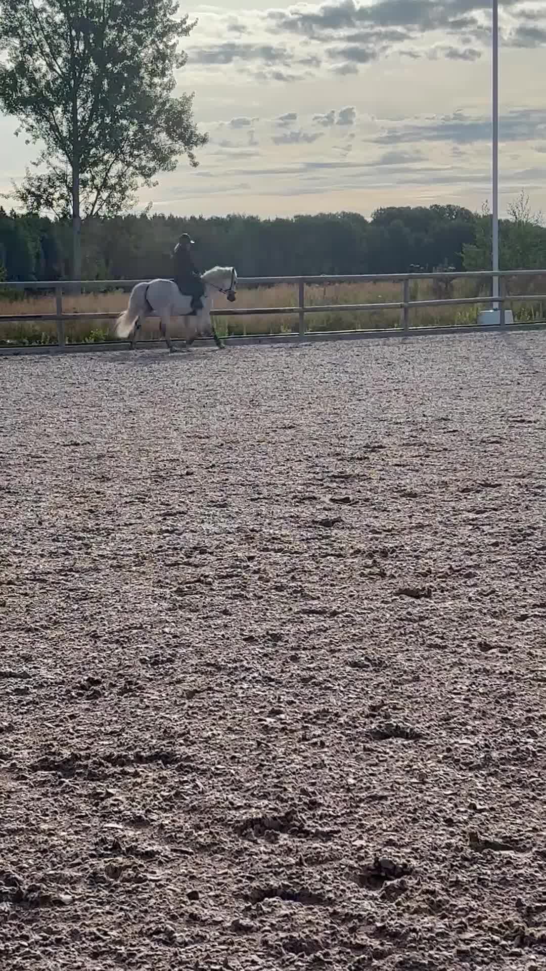 Allround hästar till salu: Härlig hopponny  i Nyköping - Video 3