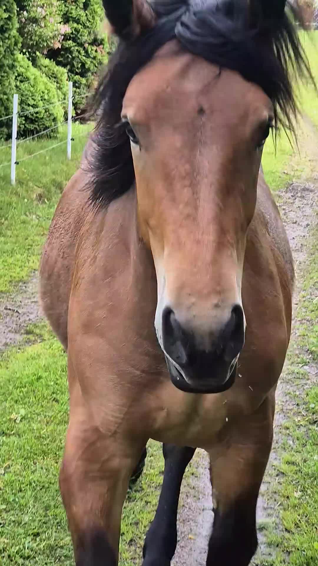 Körning hästar till salu: Wilda söker nytt bästa vän - Video 1