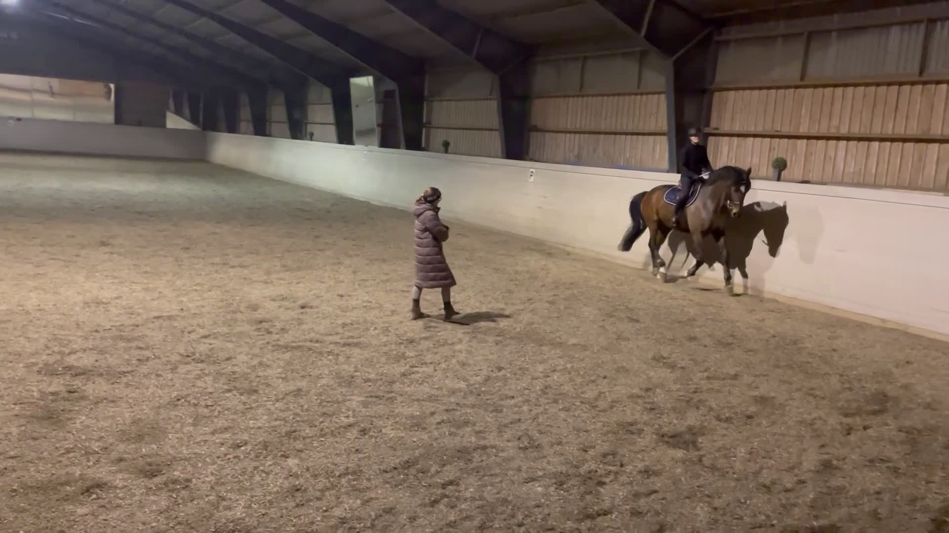 Dressyr hästar till salu: Lovande dressyrsto - Video 4