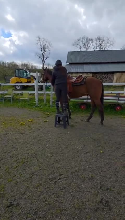 Western hästar till salu: Otroligt cool och genomsnäll unghäst  - Video 1
