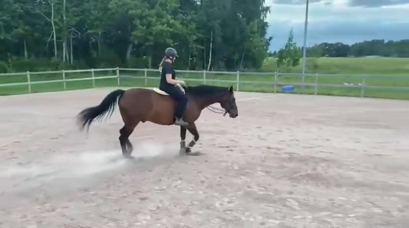 Allround hästar till salu: Elagro söker nytt hem i Tun - Video 3