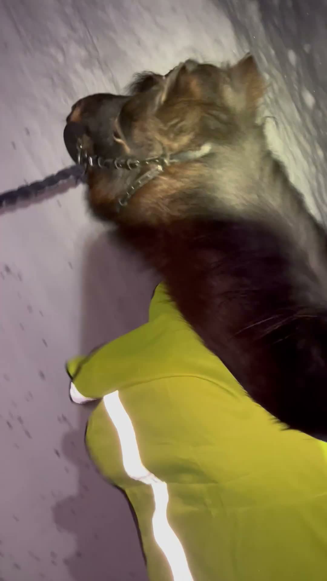 Allround hästar till salu: Bästa minishettisarna - Video 3