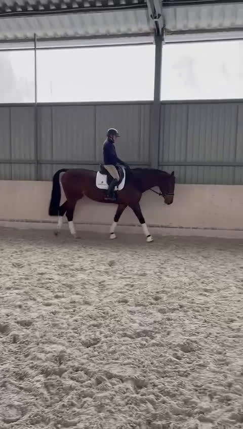 Hoppning hästar till salu: Professor horse! Jumping and dressage mare! i Ystad - Video 3