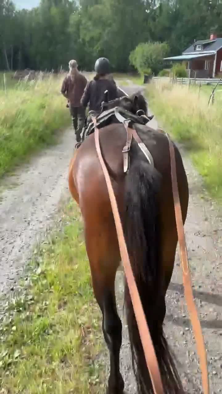 Allround hästar till salu: Supertrevlig stor russvalack - Video 1