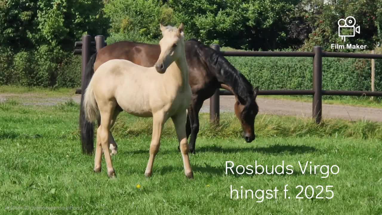 Allround hästar till salu: Kvalitetsavkomma med tävlingspotential - Video 1