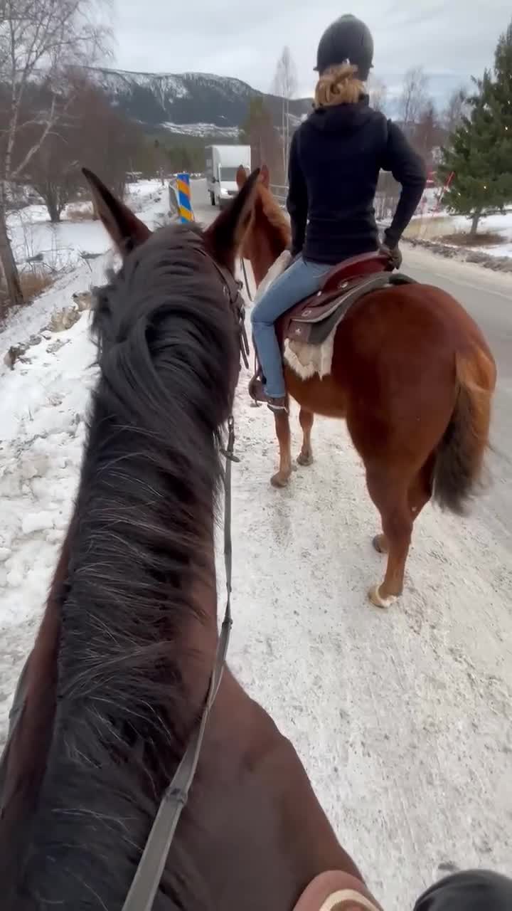 Hoppning hästar till salu: Sto med guldkantad stam söker sin bästa vän 🌟 - Video 2