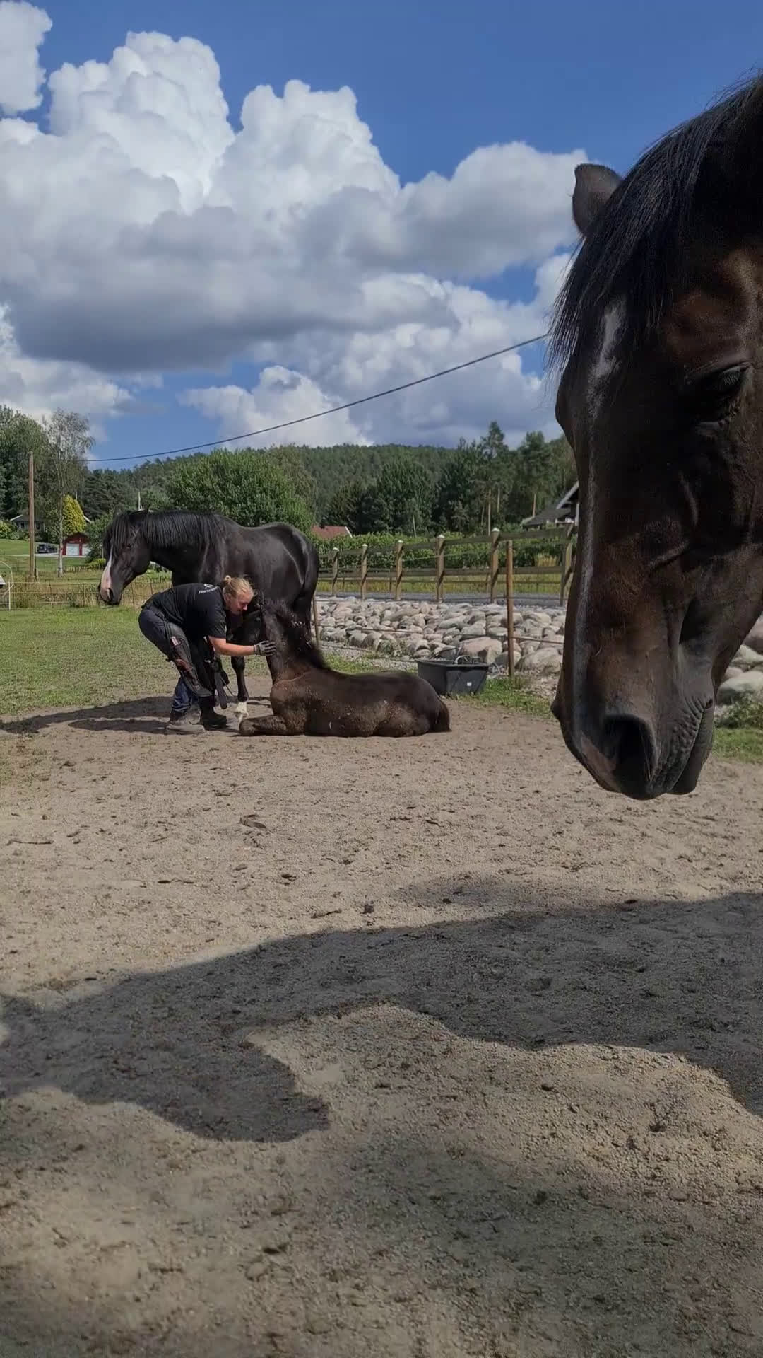 Dressyr hästar till salu: Svart Hingst Föl efter Bon Couer/Fürst Belissaro i Strömstad - Video 4