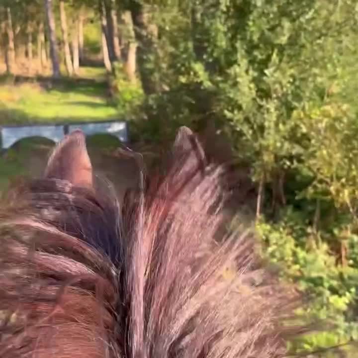 Allround hästar till salu: Het och speciell men med stort hjärta - Video 5