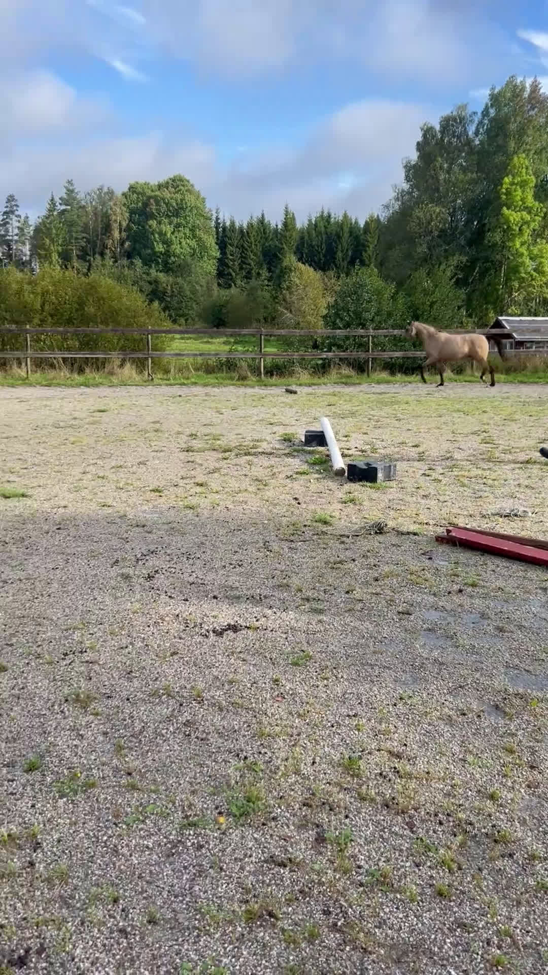 Allround hästar till salu: Fin dubbeltalang med prestationsstam i Vintrosa - Video 1