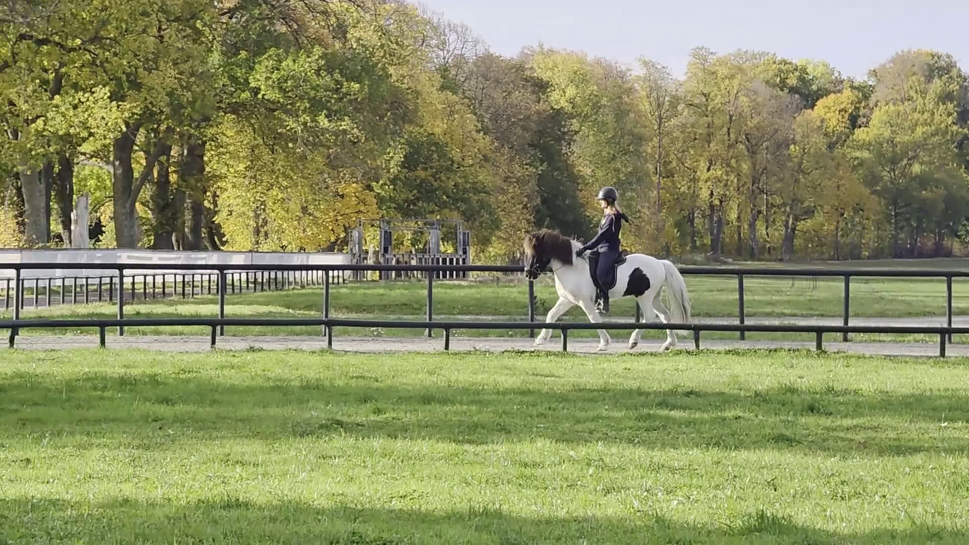 Island hästar till salu: Jupiter från Ishant i Skänninge - Video 2