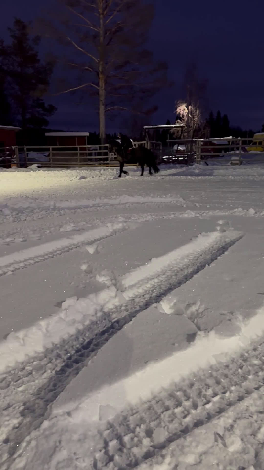 Allround hästar till salu: Vacker underbart kallblodsto i Lycksele - Video 3