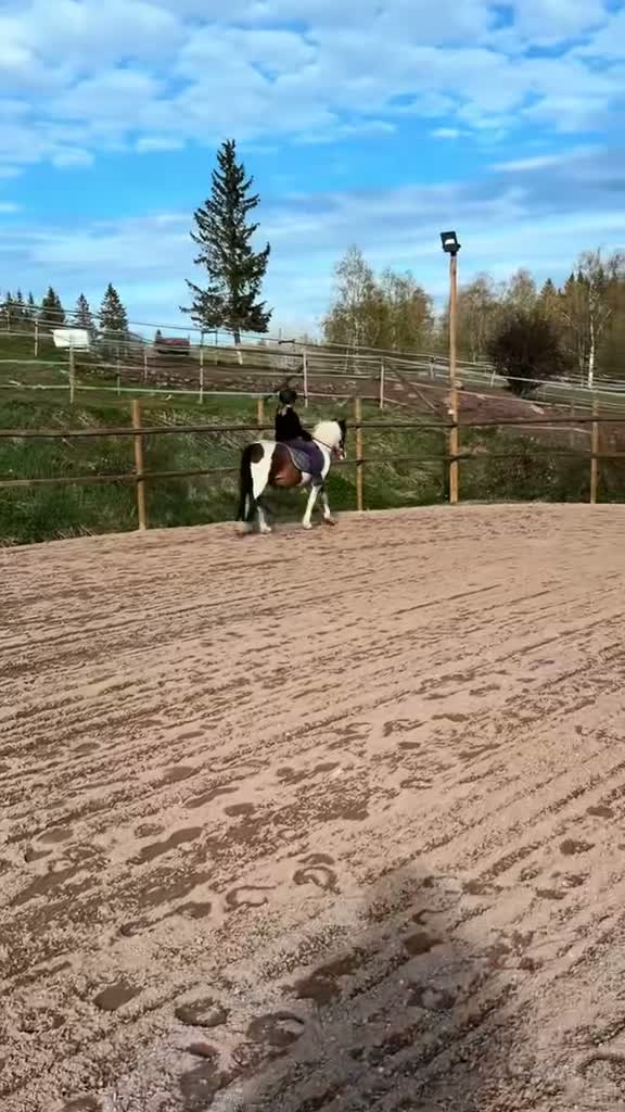 Allround hästar till salu: Världens bästa maxade B-ponny i Rättvik - Video 1