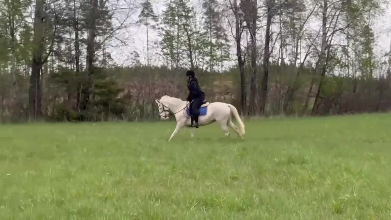 Allround hästar till salu: Sagoponny med utstrålning - Video 2