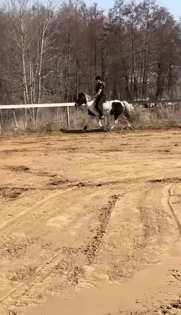 Hoppning hästar till salu: Beautifull jumping pony! i Ystad - Video 2