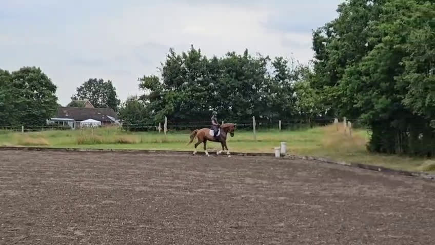 Dressyr hästar till salu: Harmonisk häst med bra ridbarhet - Video 2