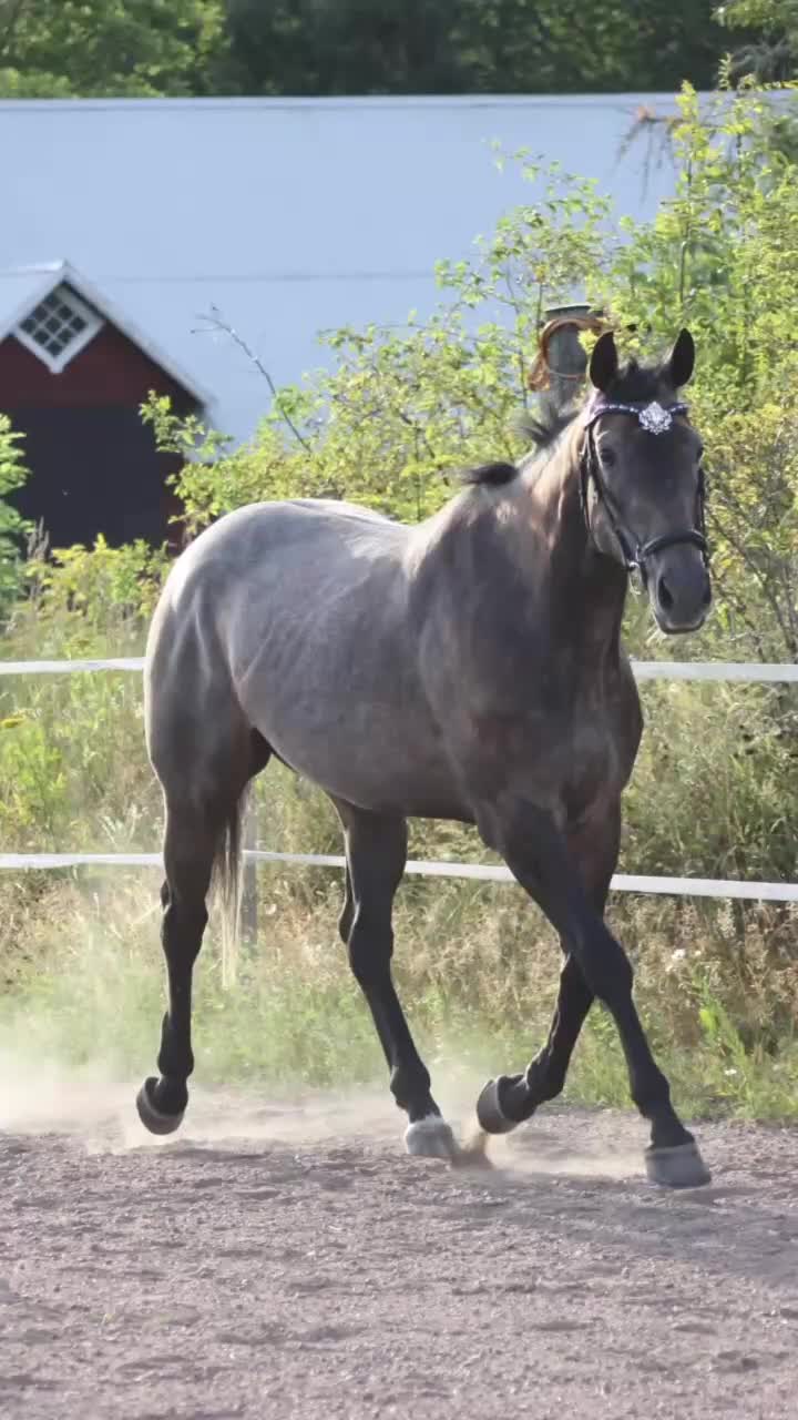 Allround hästar till salu: Tryggt sto för framtiden - Video 1