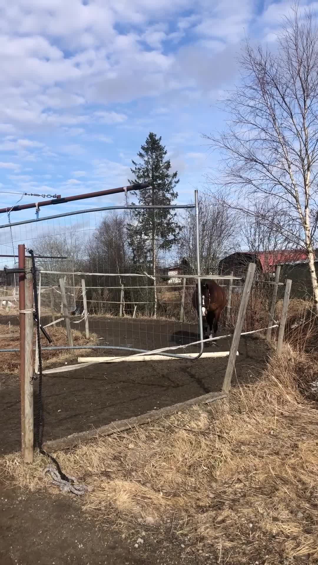 Allround hästar till salu: Fantastisk kompis - Video 3