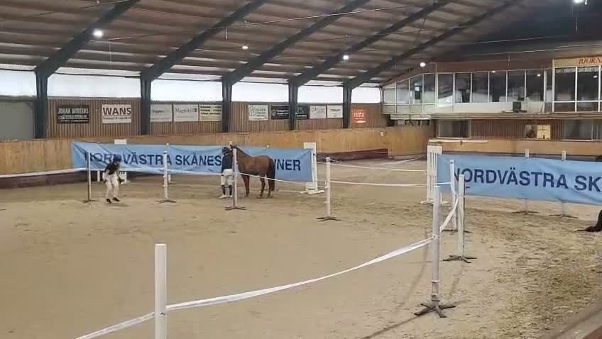 Allround hästar till salu: Caratino en modig och klok ungponny  - Video 3