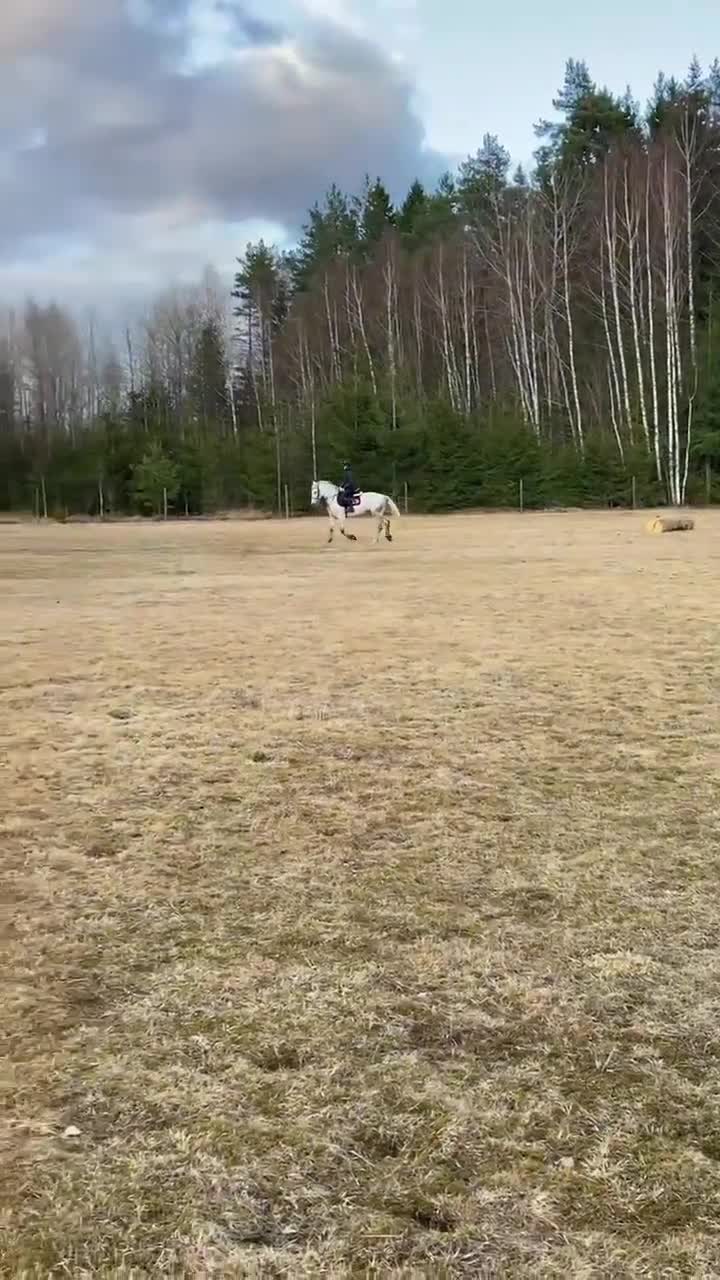 Allround hästar till salu: Trevligt och fint allroundsto - Video 1