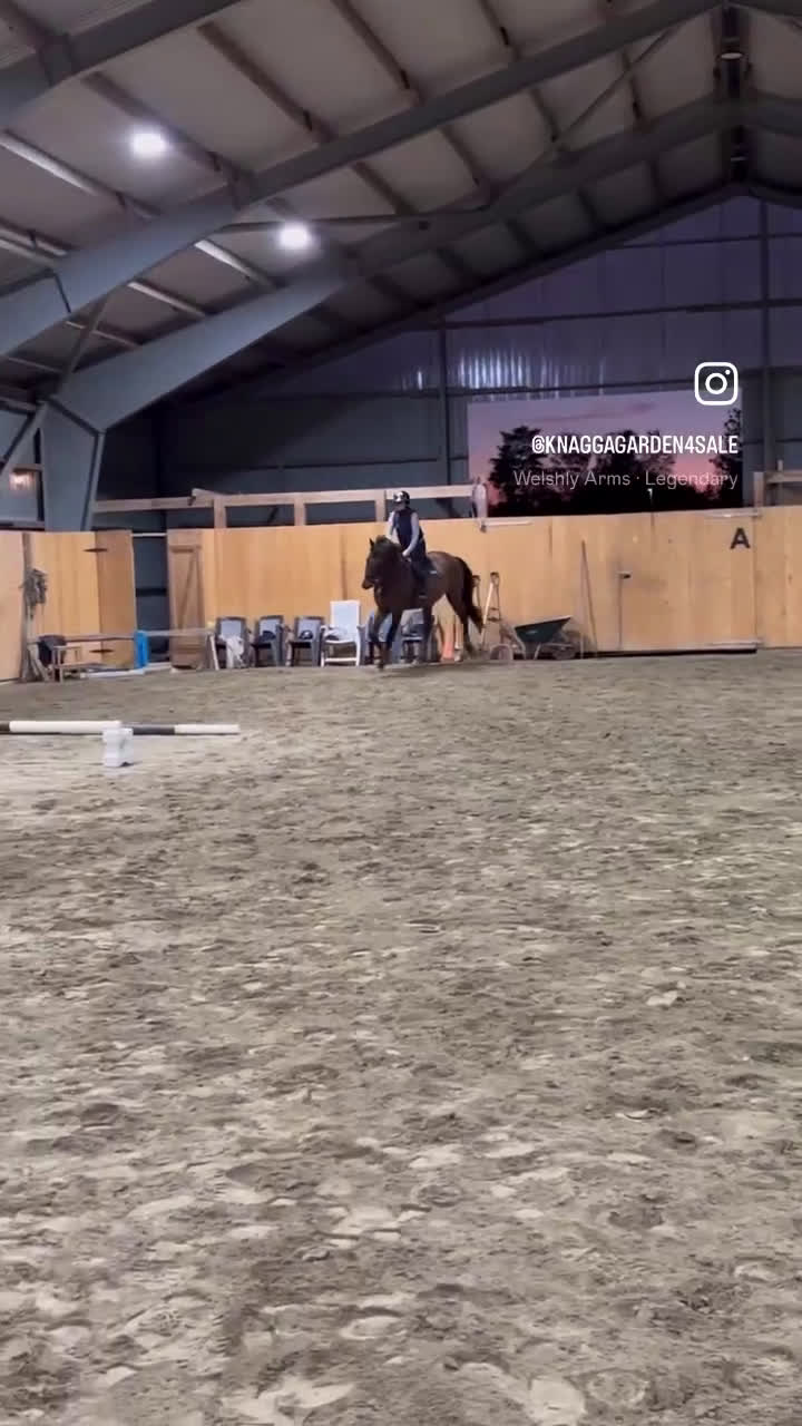 Hoppning hästar till salu: När namnet passar 😉 i Olofström - Video 2