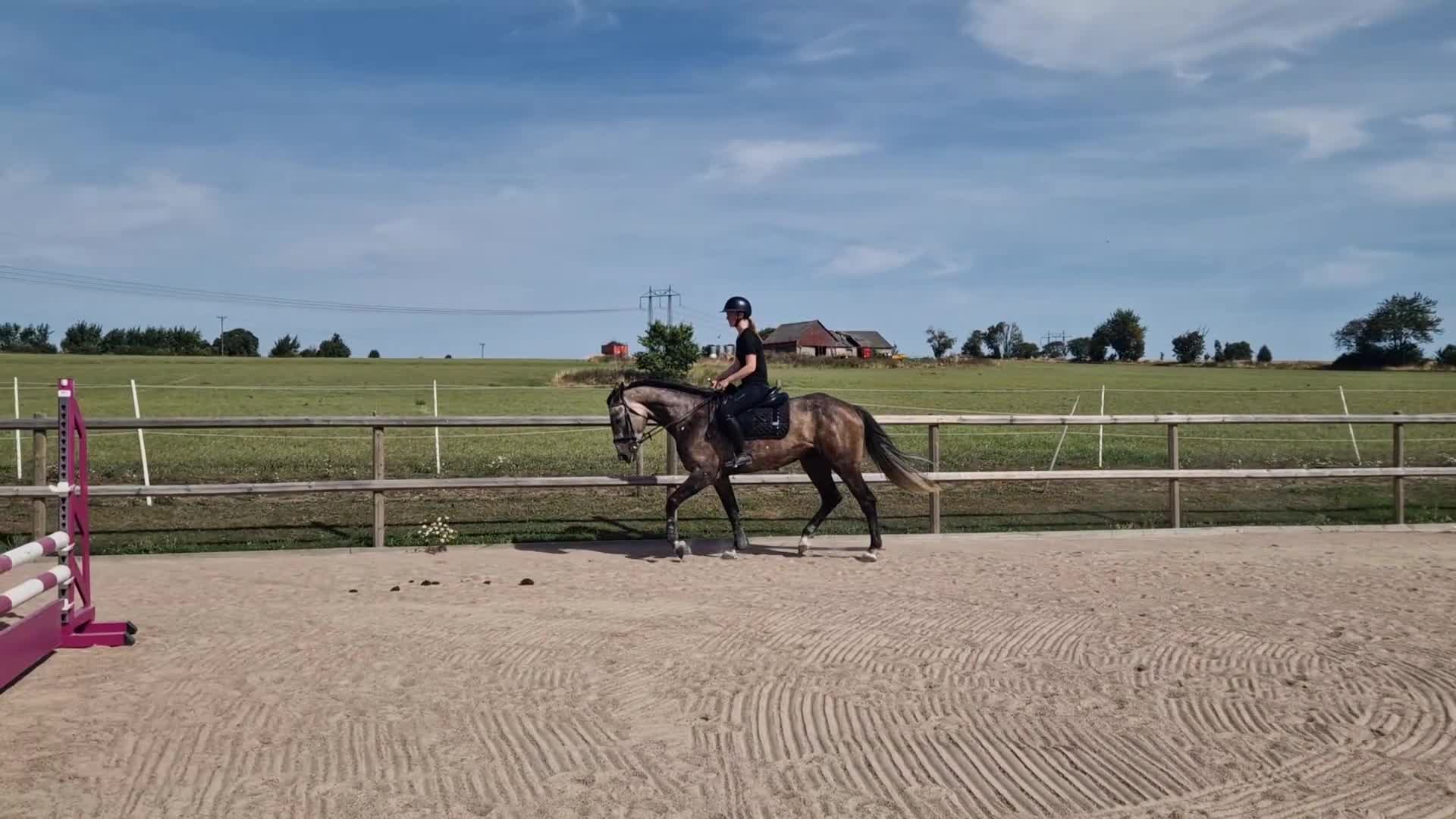Hoppning hästar till salu: 6-årigt sto e: Kannando Hästak ✨️ - Video 1