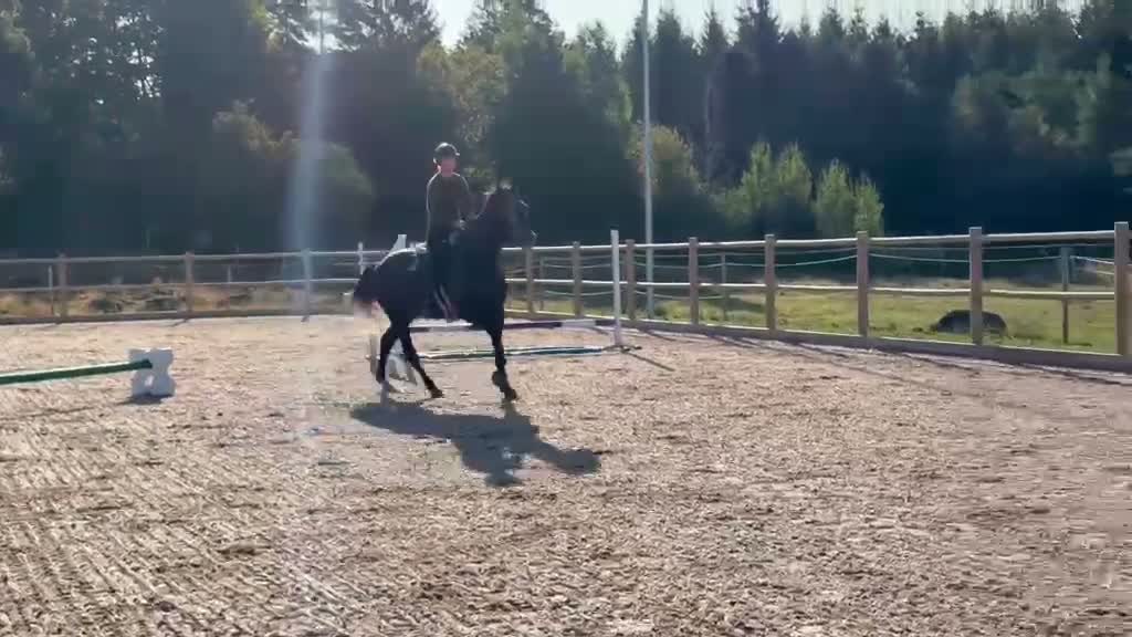 Hoppning hästar till salu: SWB valack 2021 - Video 1