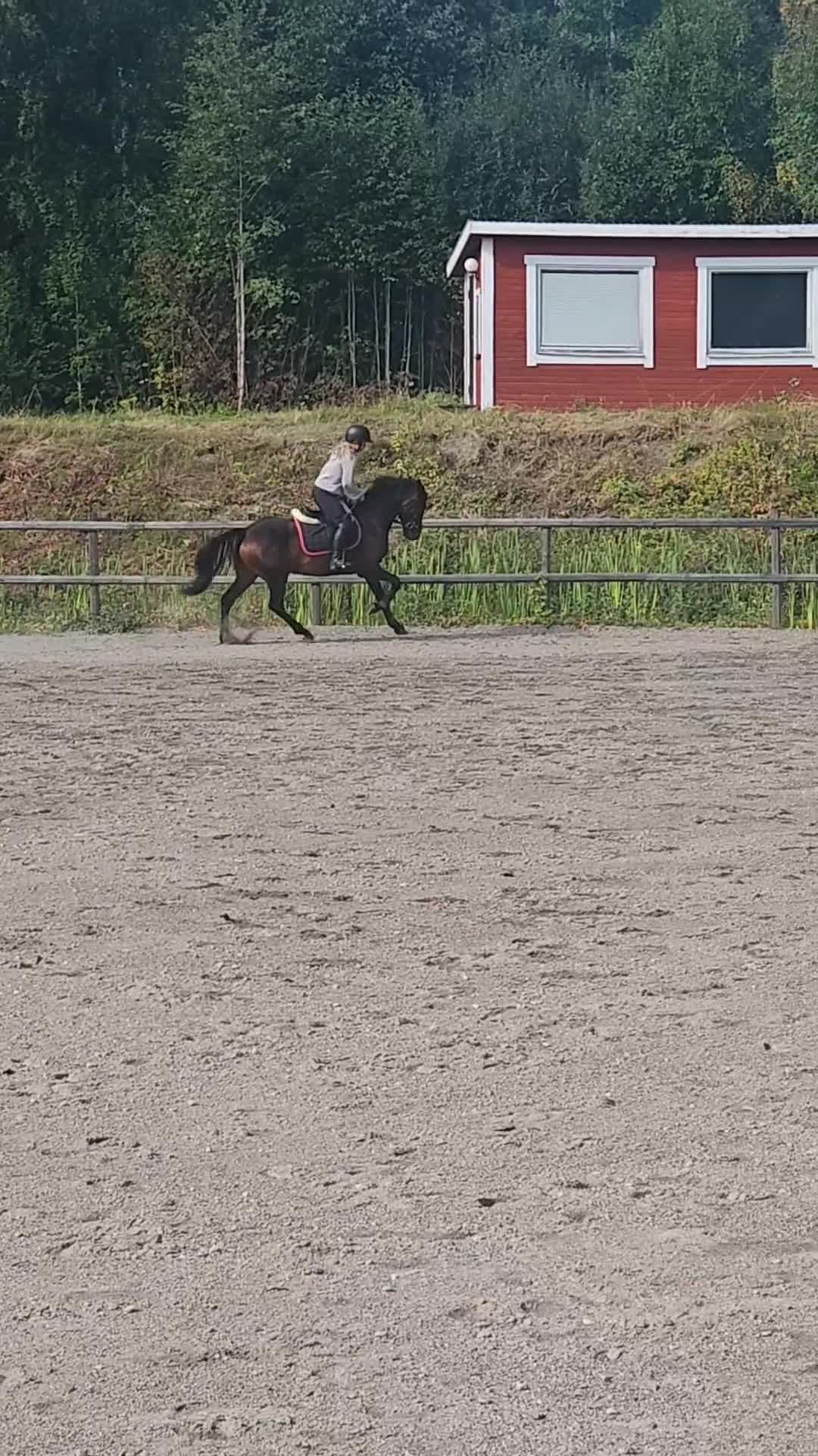 Hoppning hästar till salu: Läckert D-ponny sto 5 år, en ponny för framtiden! - Video 2